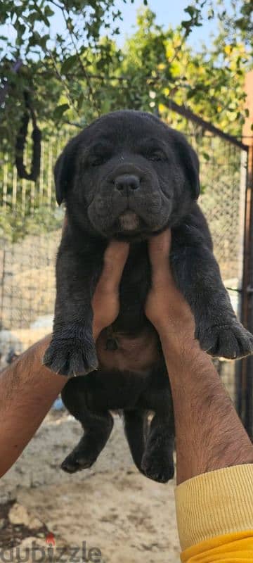 cane corso 0