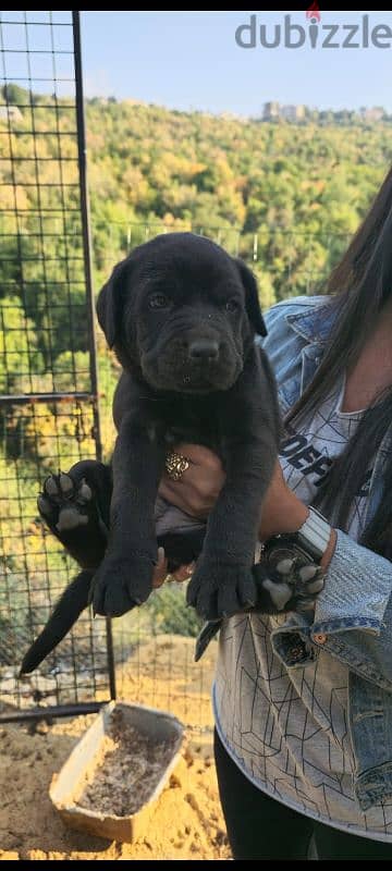 cane corso 1