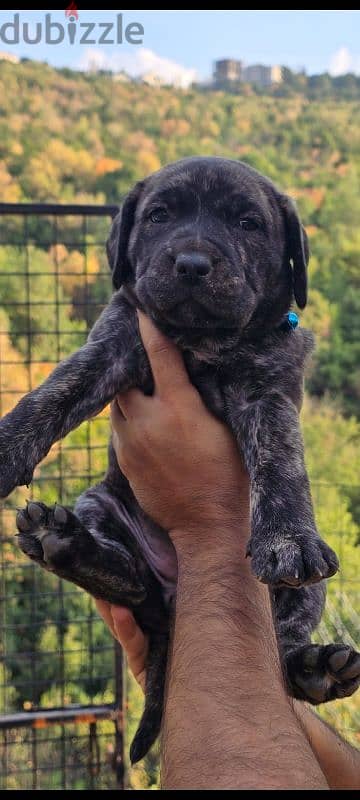 cane corso 3