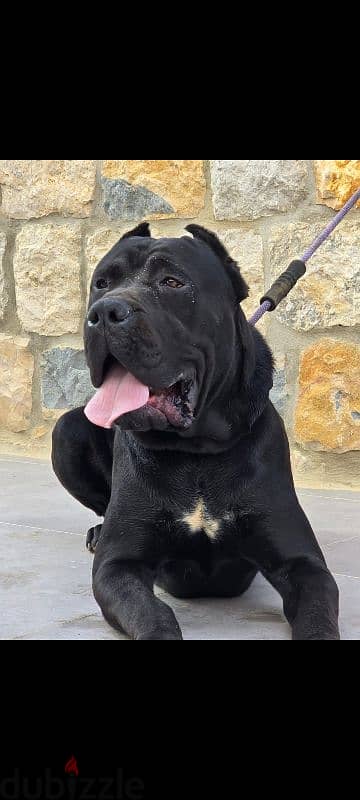 cane corso