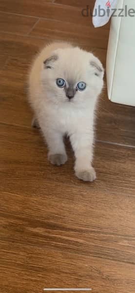 Scottish kitten 10