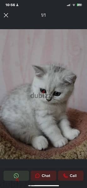 Scottish kitten 13