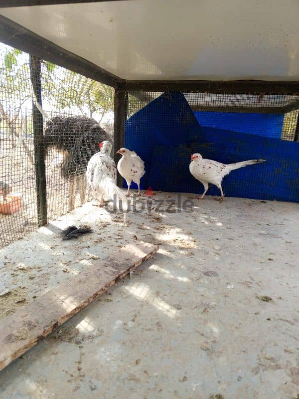 White  & Ring Neck Pheasant              ( فيزون (أناتي وجواز 2