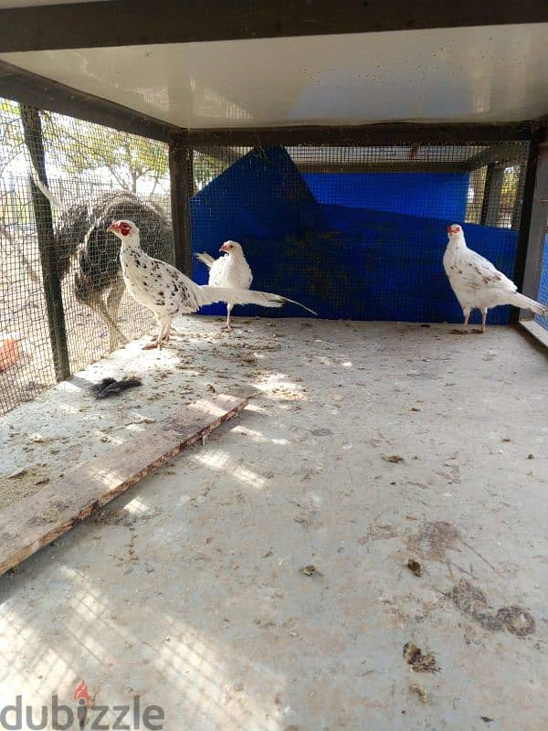 White  & Ring Neck Pheasant              ( فيزون (أناتي وجواز 8