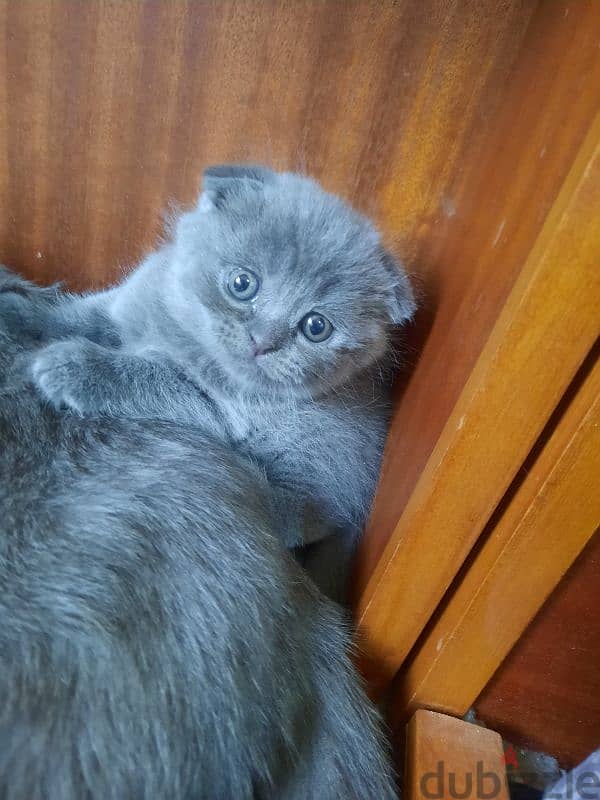 Pure Scottish fold kittens HIGHT QUALITY 1