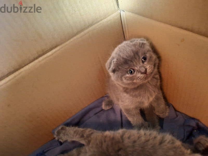 Pure Scottish fold kittens HIGHT QUALITY 2