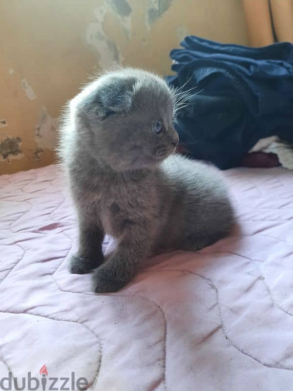 Pure Scottish fold kittens HIGHT QUALITY 3