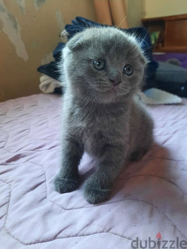 Pure Scottish fold kittens HIGHT QUALITY 4