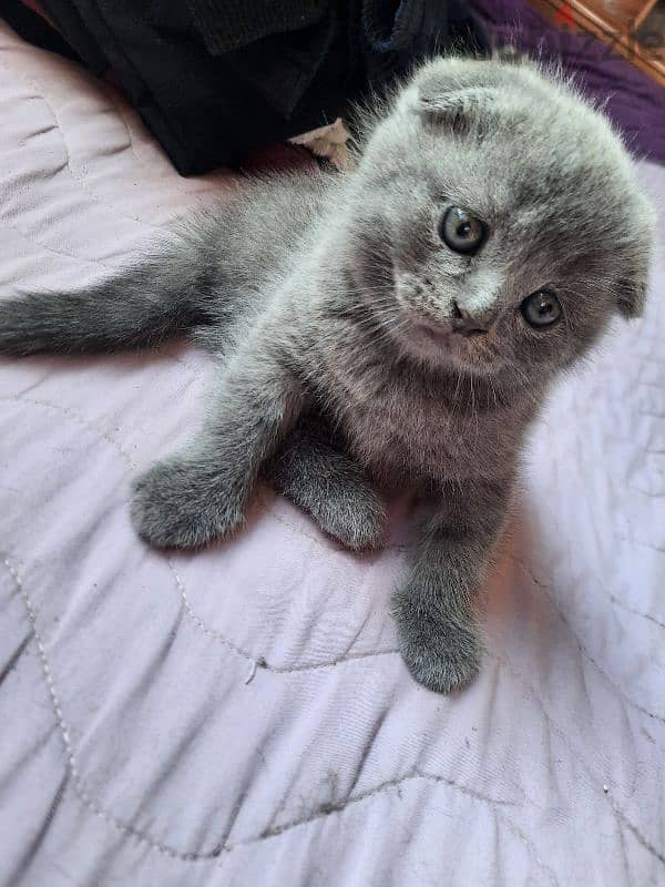 Pure Scottish fold kittens HIGHT QUALITY 5