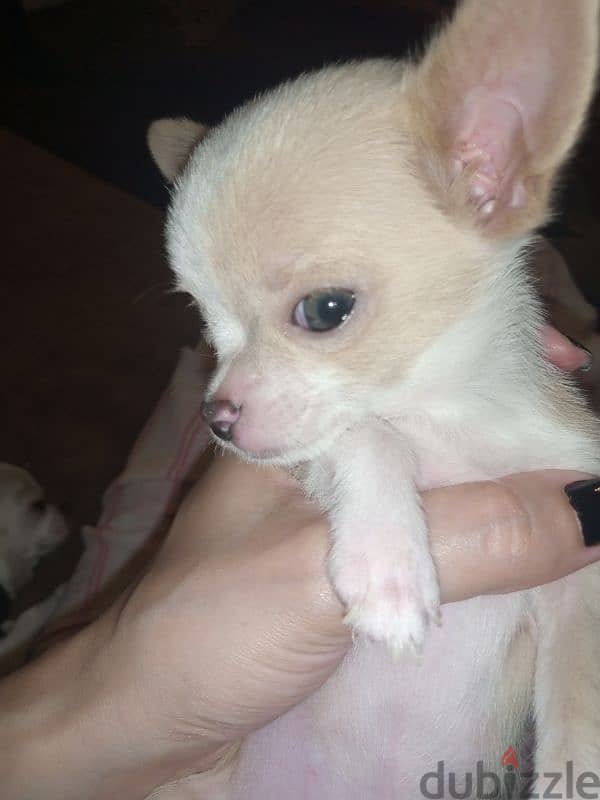 mini Chihuahua 1