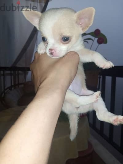 mini Chihuahua( teacup) 500 grams