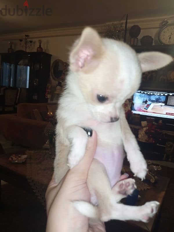 mini Chihuahua 5