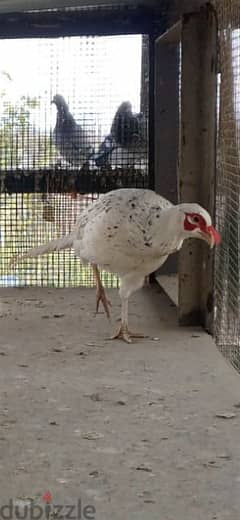 White  & Ring Neck Pheasant              ( فيزون (أناتي وجواز 0