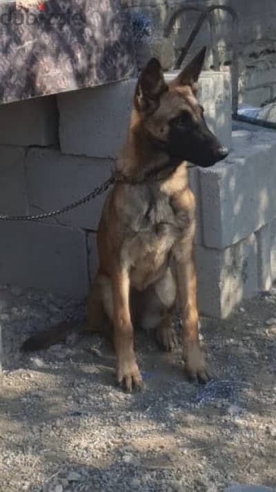 Malinois