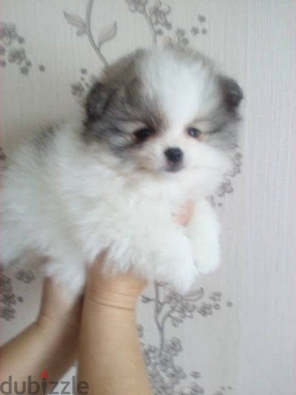 Parti Color Teacup Pomeranian Puppy Available/ dog كلاب 0