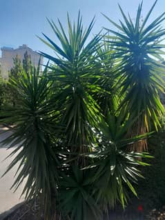 Giant yucca plant cactus ornamental 0