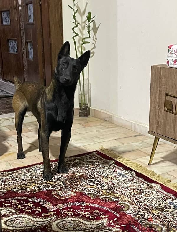 rare blood malinois 3