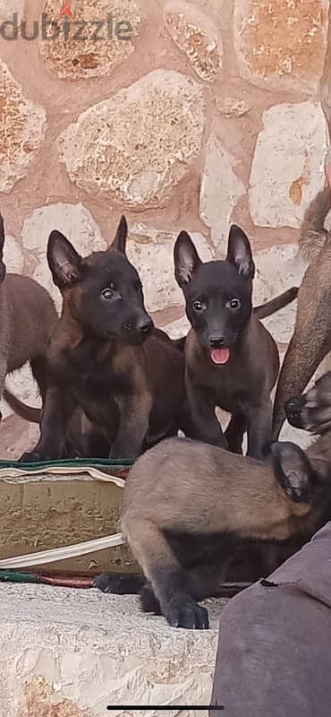 rare blood malinois 5