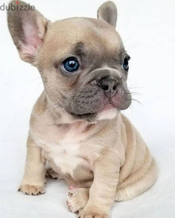 French Bulldog High Quality Puppies/ dog كلاب 0