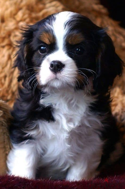 Cavalier King Charles Tricolor Puppies Available/ dog كلاب 0