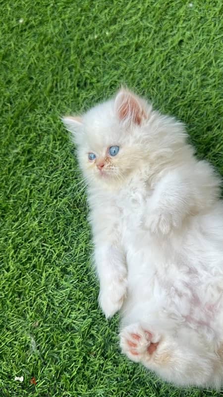 persian kitten 1