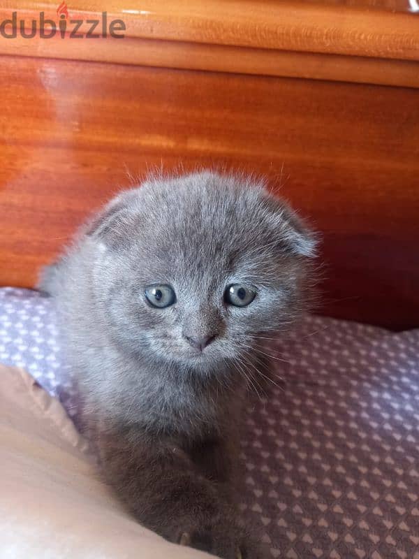 Pure Scottish fold kittens HIGHT QUALITY 6