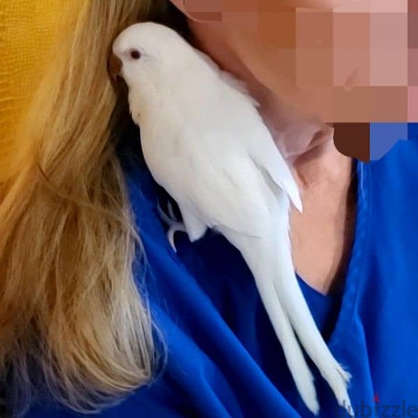 Friendly White Quaker Parrot Super Tamed ببغاء كويكر ابيض اليف كتير 1