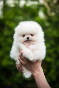 Pomeranian Teacup Imported/ White Puppy/ dog كلاب 0