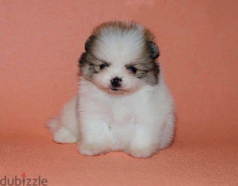 Pomeranian Teacup Puppy Parti Color/ Available in store/ dog كلاب 0