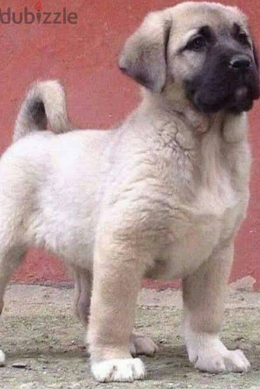 Kangal Puppy Available/ dog كلاب 0