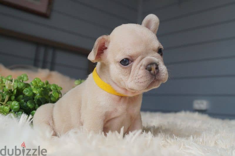 French Bulldog Cream High Quality Puppies/ dog كلاب Available 0