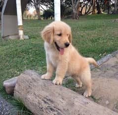 Golden Retriever Puppies/ Available dog كلاب 0