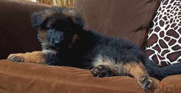 female German shepherd