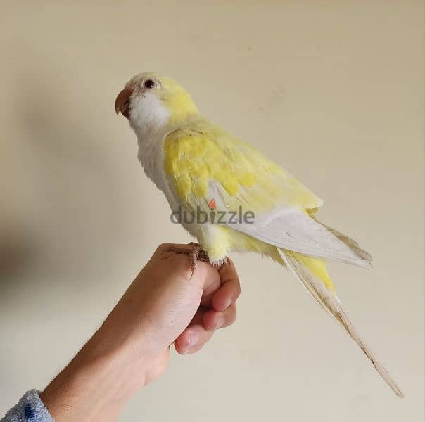 Friendly Yellow Quaker Parrot Super Tamed ببغاء كويكر اصفر اليف كتير 0