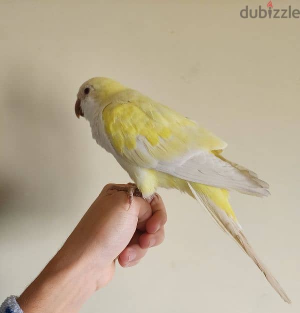 Friendly Yellow Quaker Parrot Super Tamed ببغاء كويكر اصفر اليف كتير 1