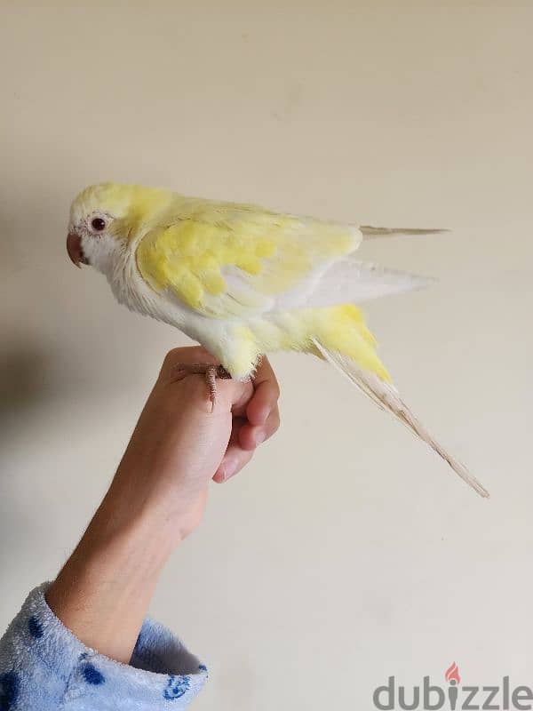 Friendly Yellow Quaker Parrot Super Tamed ببغاء كويكر اصفر اليف كتير 2