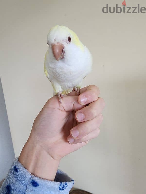 Friendly Yellow Quaker Parrot Super Tamed ببغاء كويكر اصفر اليف كتير 3