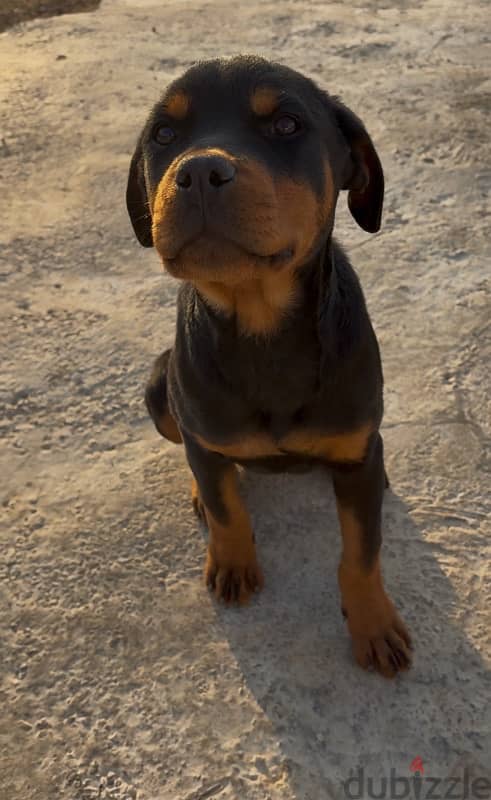 Rottweiler 1