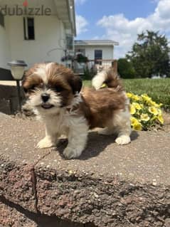 Shih tzu Cute Fluffy Puppies/ dog كلاب 0