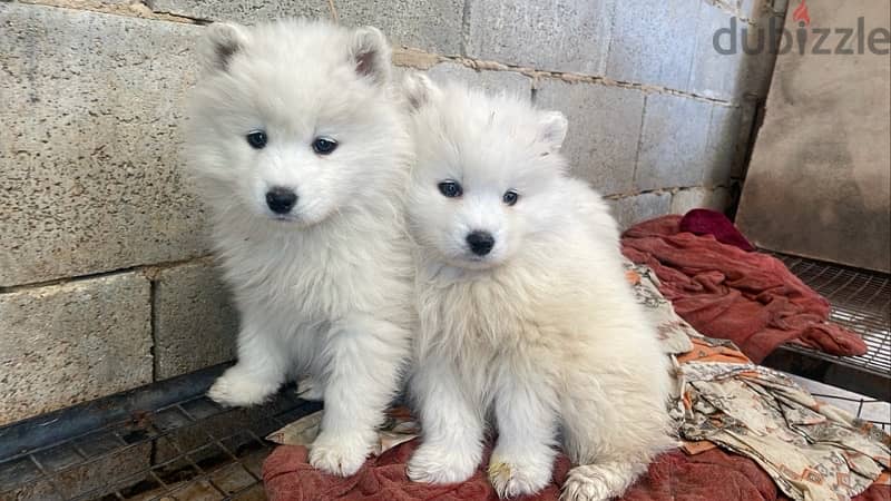 45 days pure samoyed puppies 0