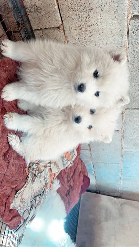 45 days pure samoyed puppies 1