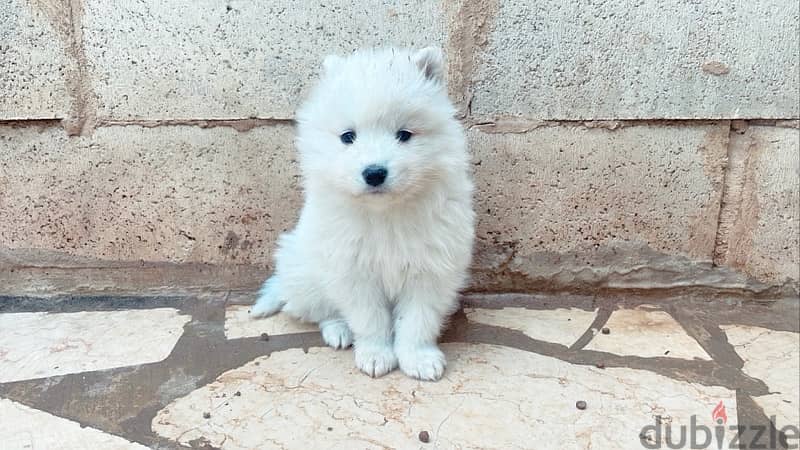 45 days pure samoyed puppies 2