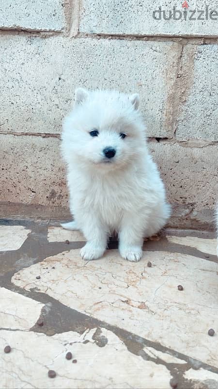 45 days pure samoyed puppies 3