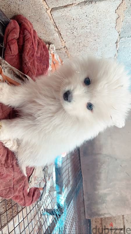 45 days pure samoyed puppies 4