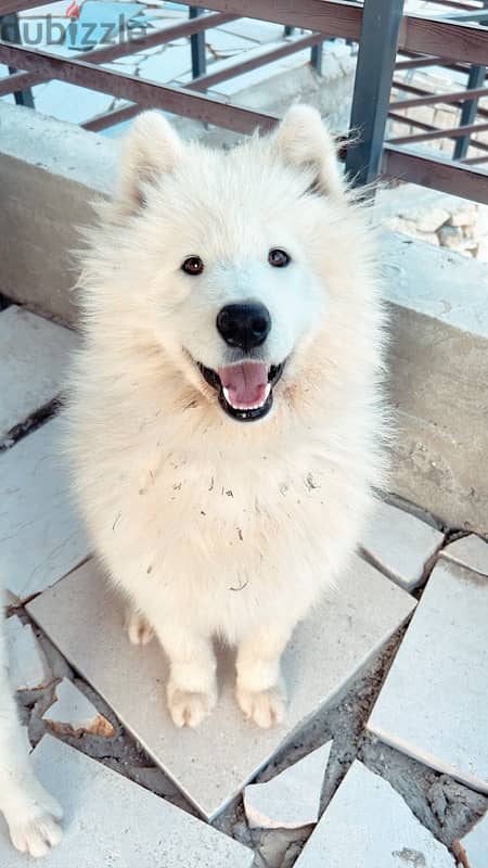 45 days pure samoyed puppies 5