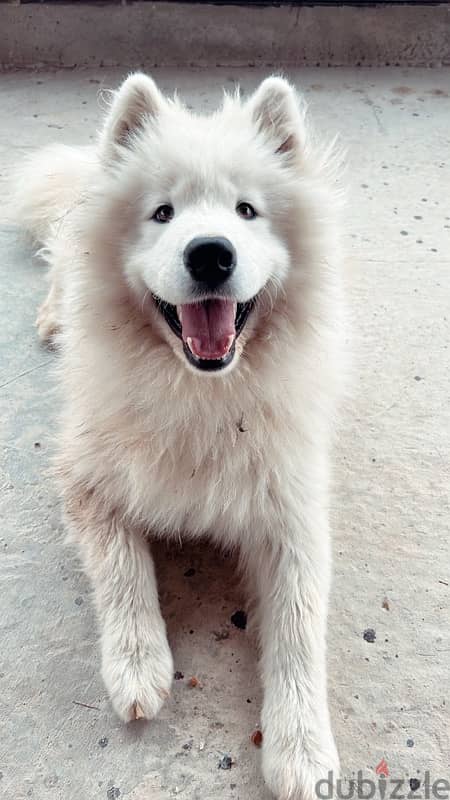 45 days pure samoyed puppies 6