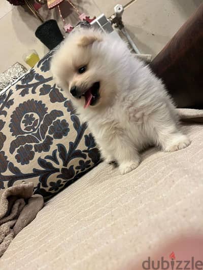 pomeranian 2 month old