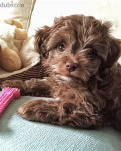 Maltipoo Puppies-DOG-Delivery- Available In Store 0