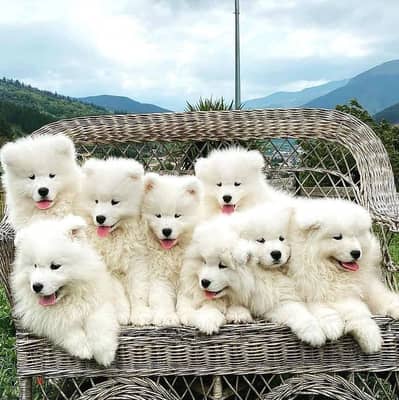 Samoyed Puppies Available - High Quality Pets - Imported - Delivery