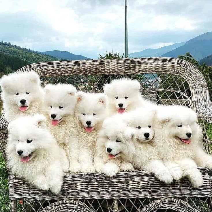 Samoyed Puppies Available - High Quality Pets - Imported - Delivery 0